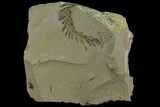 Dawn Redwood (Metasequoia) Fossil - Montana #165200-1